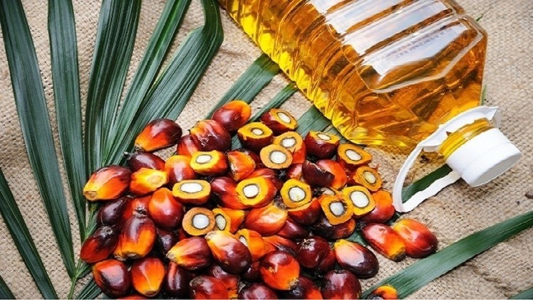 ‘Bold move’: Indian industry fears local palm oil demand dip as duty change favours soft oils